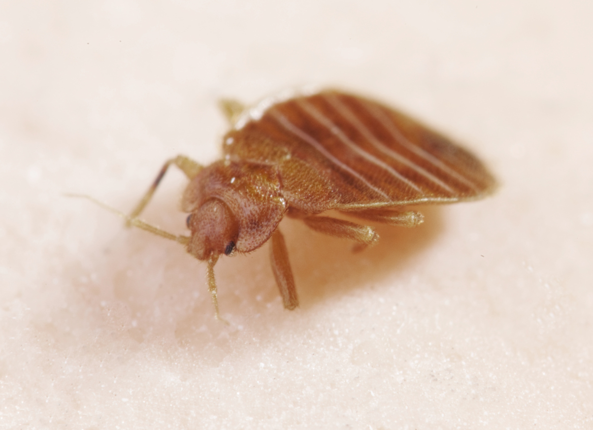 Effective Affordable Bed Bug Control for Lasting Relief